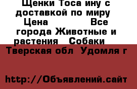Щенки Тоса-ину с доставкой по миру › Цена ­ 68 000 - Все города Животные и растения » Собаки   . Тверская обл.,Удомля г.